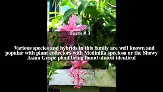 Medinilla magnifica Top  5 Facts [upl. by Ayres]