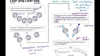 bisulfite sequencing and chromatin immunoprecipitation techniques [upl. by Ylsel]