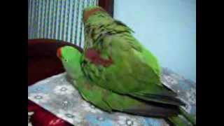 Nadeem Parrot alexandrine parakeet raa tota mating [upl. by Kristoffer]