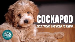 Cockapoo Dog Breed Guide  Dogs 101  Cockapoo [upl. by Rebme]