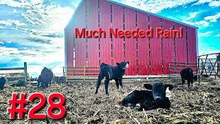 Rain Makes Mud And Calves Hate Mud 30 Days Of Calving [upl. by Ekard]