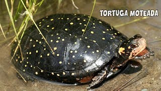 TORTUGA MOTEADA Cuidados y Alimentación  Clemmys guttata  AcuariosLP [upl. by Akitnahs]