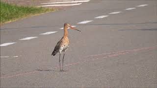 Blacktailed Godwit dangerous behavior [upl. by Yort]