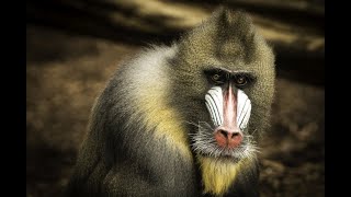 Meet the Colorful Mandrills of Africa [upl. by Siaht]