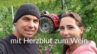 mit Herzblut zum Wein Vlog 7  Herbizid freier Rebberg [upl. by Sseb]