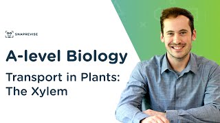 Transport in Plants The Xylem  Alevel Biology  OCR AQA Edexcel [upl. by Calva508]