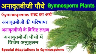 Gymnosperm Plants अनावृतबीजी पौधे विशिष्ट लक्षणSalient Features Special Adaptations Biology [upl. by Thibaut]