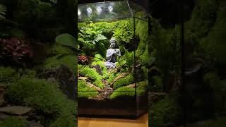 Decor Terrarium 26 trending terrariumart aquascape terrariumdesign aquarium miniterrarium [upl. by Cornwell496]