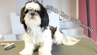 Grooming Guide  Lets groom Shih tzu 47 [upl. by Hasan]