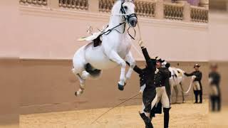 SRS VIENNA Lipizzaner Show [upl. by Enyalahs938]