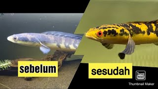 CARA MEMPERCEPAT MUTASI WARNA IKAN CHANA MARU [upl. by Maurey]