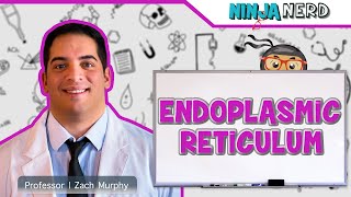 Endoplasmic Reticulum Structure amp Function [upl. by Sagerman]