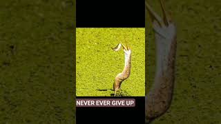 Never Ever Giveup 👍👍👍💪viral fishingvideo trendingmotivation motivational motivationalvideo [upl. by Lorrac]