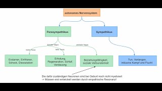 Wie der Zustand des Nervensystems unseren Bewusstseinszustand beeinflusst I Polyvagaltheorie [upl. by Mal139]