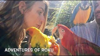 Visiting Massive Exotic Parrot Aviary [upl. by Nerita]