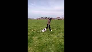 Springer spaniel reactivity dogtraining [upl. by Langelo66]