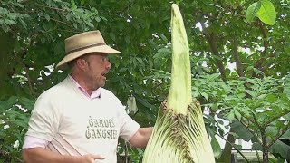 Corpse flower to bloom soon at Como Zoo Conservatory in St Paul [upl. by Luapnaej]