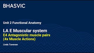 E4 Antagonistic muscle pairs 4x Muscle Actions [upl. by Anahsar646]