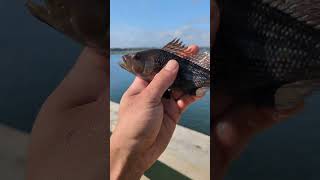 Fishing on the pier fishing [upl. by Ennayhs]