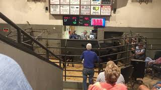 Attending The Cattle Auction At The Stockyard  Sale Barn [upl. by Hooker990]