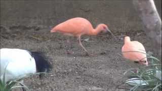 Scarlet Ibis Eudocimus ruber [upl. by Daus]