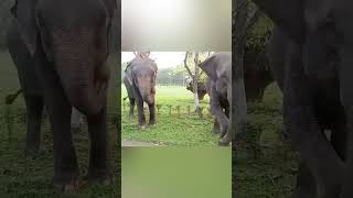 gorumara elephant camp elephantlovers viralvideo shortsfeed youtubesarch Dooars [upl. by Persian]