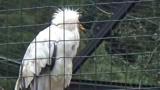 Egyptian vulture Neophron percnopterus Prague Zoo נשר מצרי  רחם [upl. by Ahsiekat]