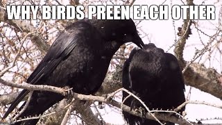 Why Birds Preen Each Other  Mutual Preening Mini Documentary [upl. by Eirol]