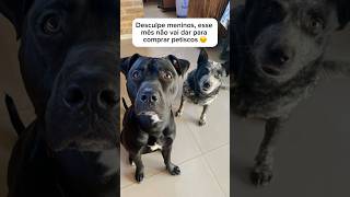 COZINHA O GATO DE BOTAS😡🔪 cachorro pitbull blueheeler gato gatos cachorros sigowillpitbull [upl. by Idnis575]