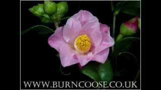 Camellia Carolyn Williams  timelapse  slow motion [upl. by Aidin]