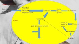 Rutas metabólicas en rumiantes [upl. by Backler]
