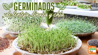 GERMINADOS en casa facilísimos y con 800 más nutrientes [upl. by Joscelin]