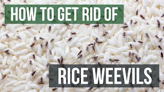 How to Get Rid of Rice Weevils 4 Easy Steps [upl. by Atnicaj]