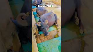 भैंसे ही भैंसे  डेरी फार्म dairyfarming buffalo bull cow dairyfarm Pashupalan Vibhag [upl. by Lodhia]