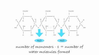 Polymerisation of Glucose to Starch [upl. by Innoj443]