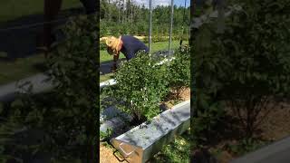 Harvesting Haskap Berries [upl. by Bronson]