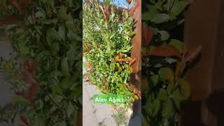 BİTKİ ÇEŞİTLERİ 12Alev Ağacı Photinia glabra [upl. by Mintun]