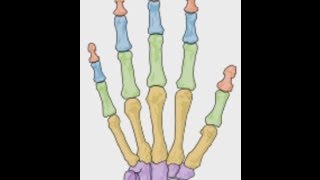 Anatomy Bones of the Index Finger [upl. by Ardnala]