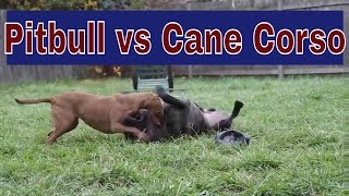 Pitbull vs Cane Corso Who Won The Fight [upl. by Nilac252]