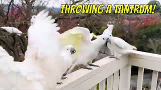 Cockatoo Meltdown Hilarious Bird Tantrum Caught on Camera 🦜😂 [upl. by Palua]