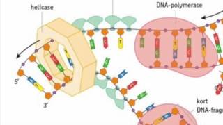 Biologie DNA replicatie [upl. by Eniledam72]