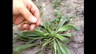 Wild Edibles Plants Documentary [upl. by Catto]