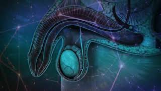 591Hz Frequency For Varicocele  15 Min Rife Treatment  Pure Isochronic Binaural Beats Music [upl. by Hershell115]