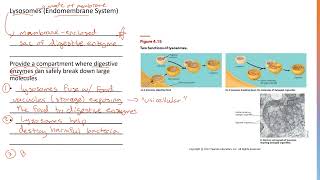 Lysosomes 4 [upl. by Johannes]