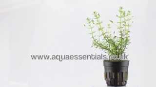 Aquarium Plant Bacopa myriophylloides  an unusual stem plant [upl. by Carlye]