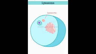 wait for it lysosome structure and function lysosomes class 11 [upl. by Nalo]