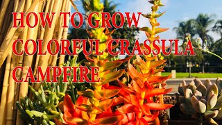 HOW TO GROW COLORFUL CRASSULA capitella ’CAMPFIRE’ [upl. by Landa527]