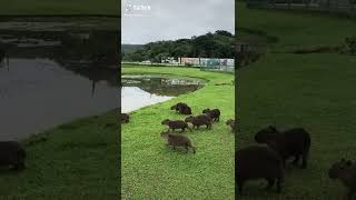 quotcapybaras jump into waterquot with Quake sound effects [upl. by Shalom]