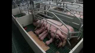 Jaulas maternidad para granjas de cerdas EUROGAN  Farrowing crates EUROGAN pig farms [upl. by Nylitak908]