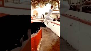 Bull Destroys  Bull Festival viral wbjadventures bull [upl. by Durant]